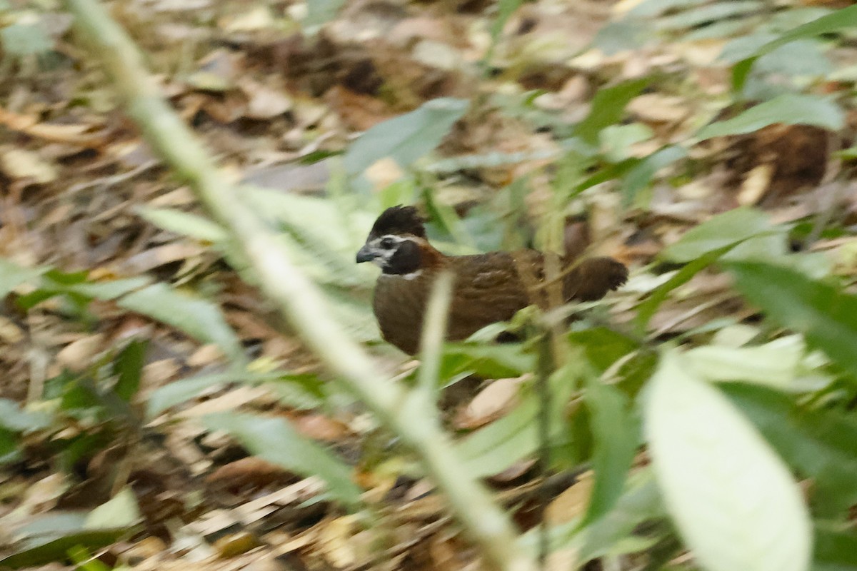 Tacarcuna Wood-Quail - ML652712444