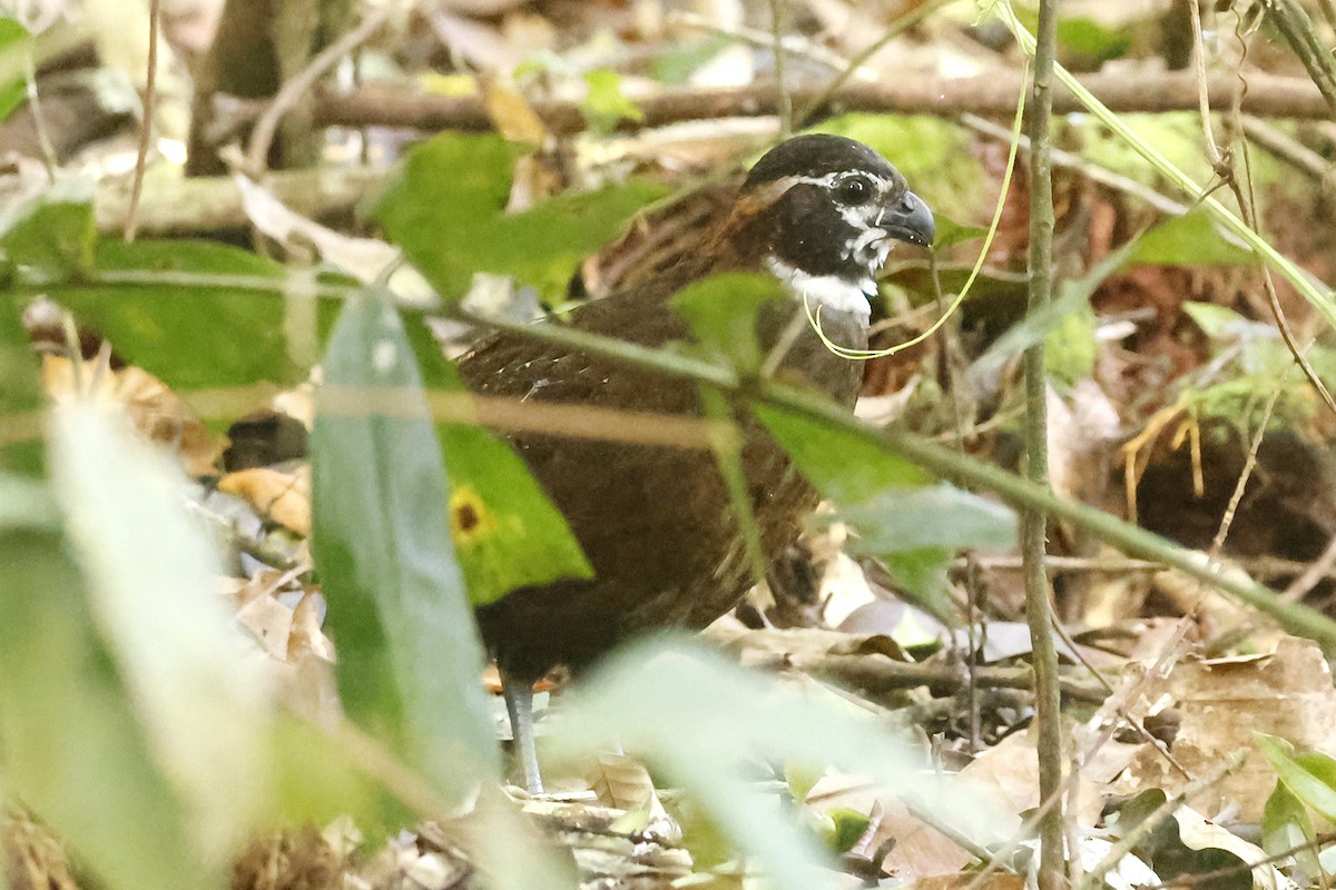 Tacarcuna Wood-Quail - ML652712445