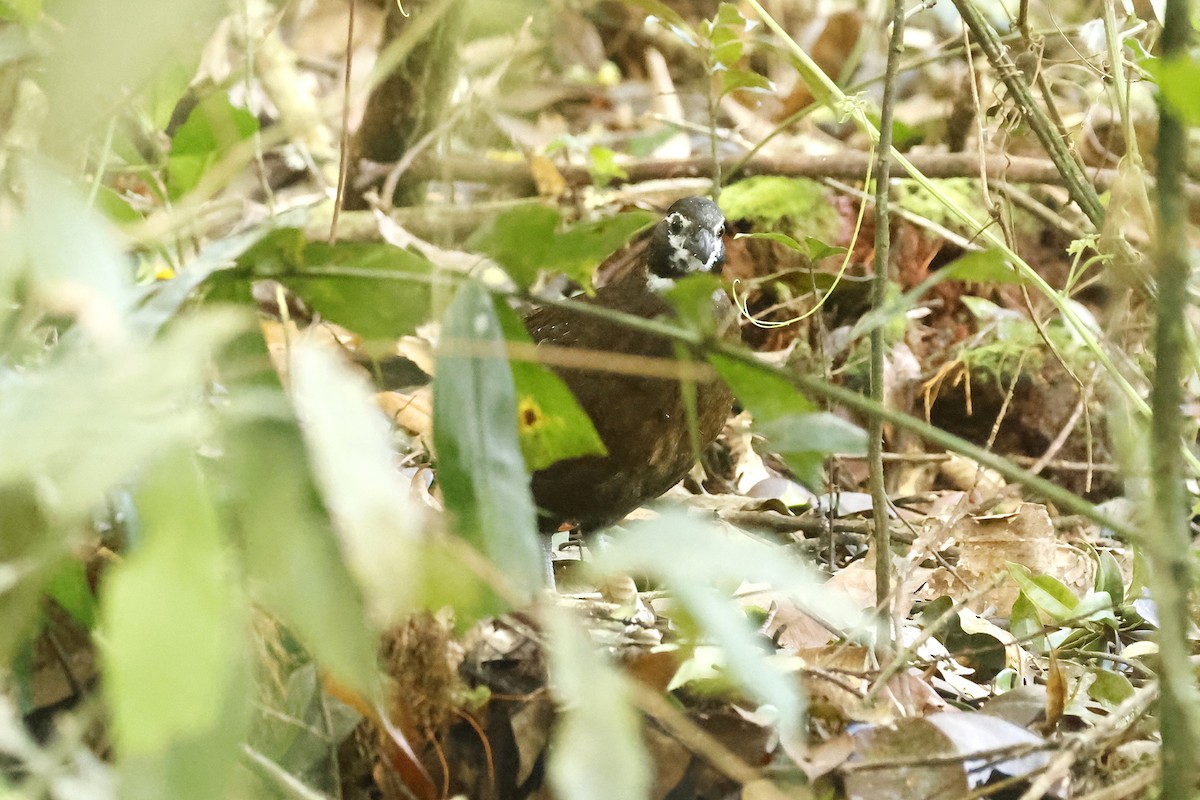 Tacarcuna Wood-Quail - ML652712446