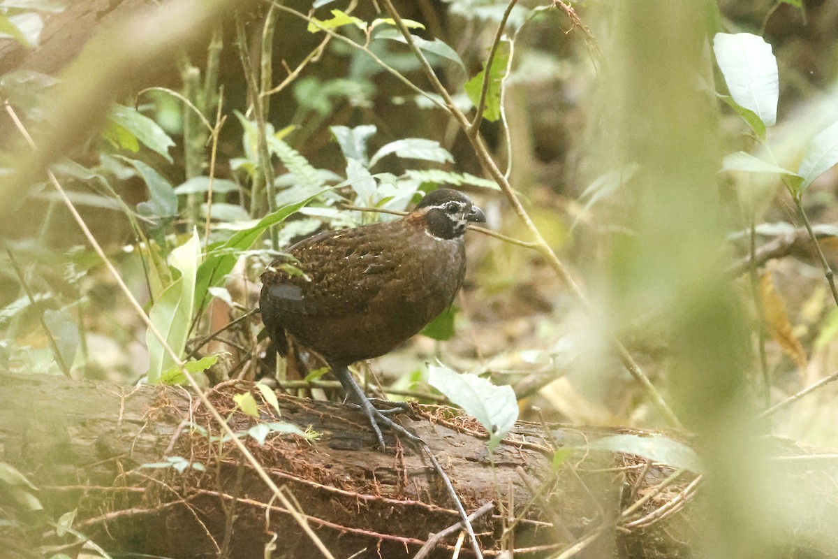 Tacarcuna Wood-Quail - ML652712447