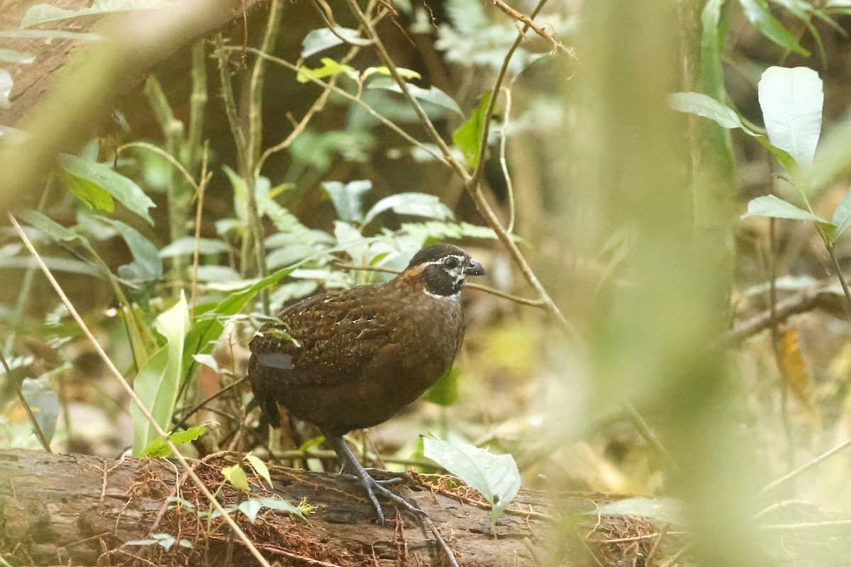 Tacarcuna Wood-Quail - ML652712448