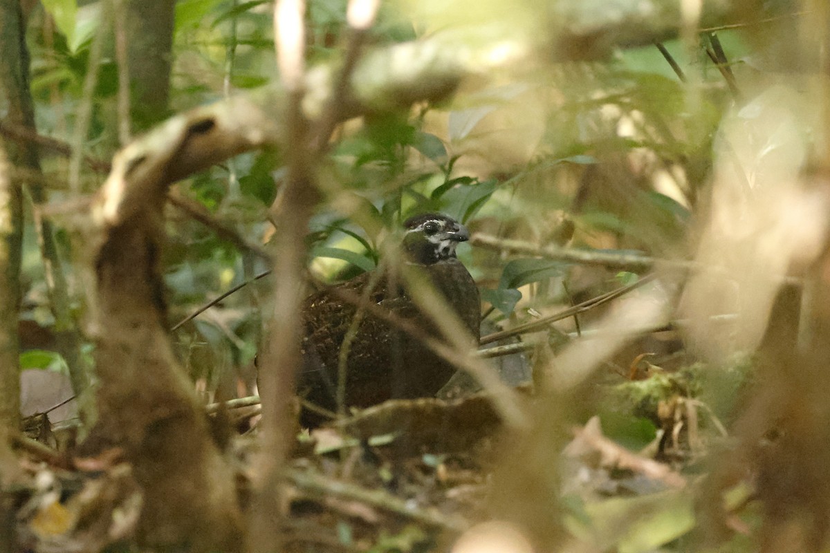 Tacarcuna Wood-Quail - ML652712449