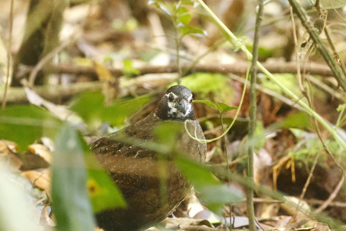 Tacarcuna Wood-Quail - ML652712450