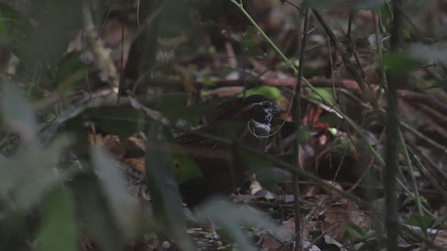 Tacarcuna Wood-Quail - ML652712451