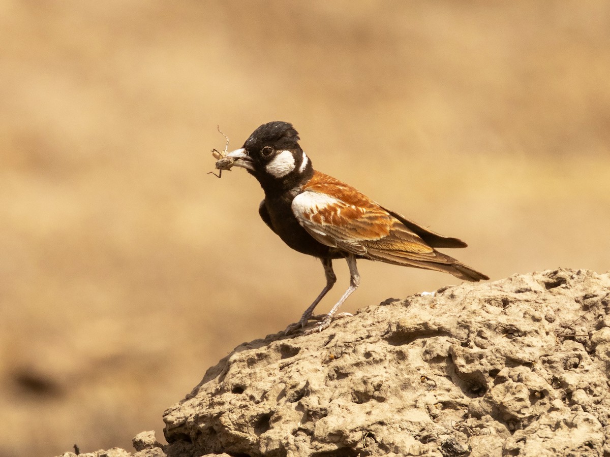 Chestnut-backed Sparrow-Lark - ML652712500