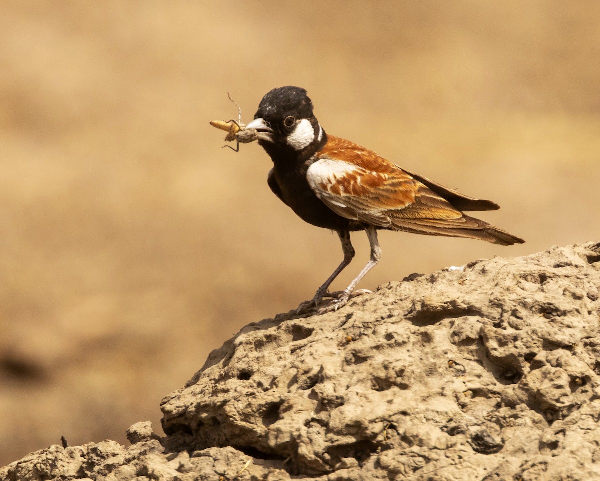Chestnut-backed Sparrow-Lark - ML652712604