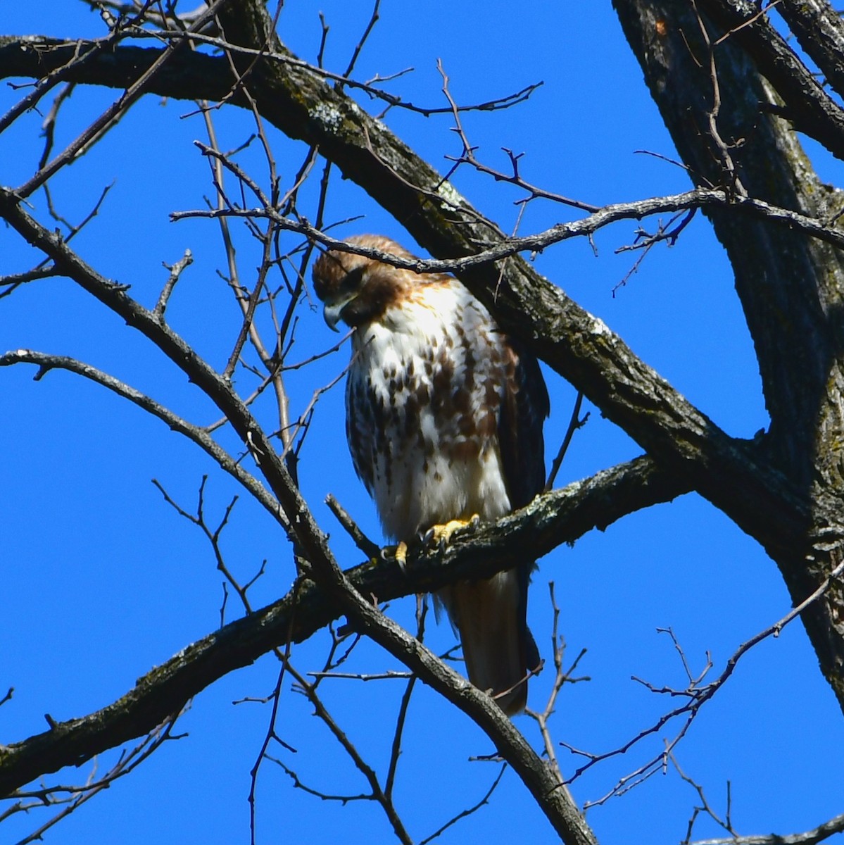 Red-tailed Hawk - ML652712882