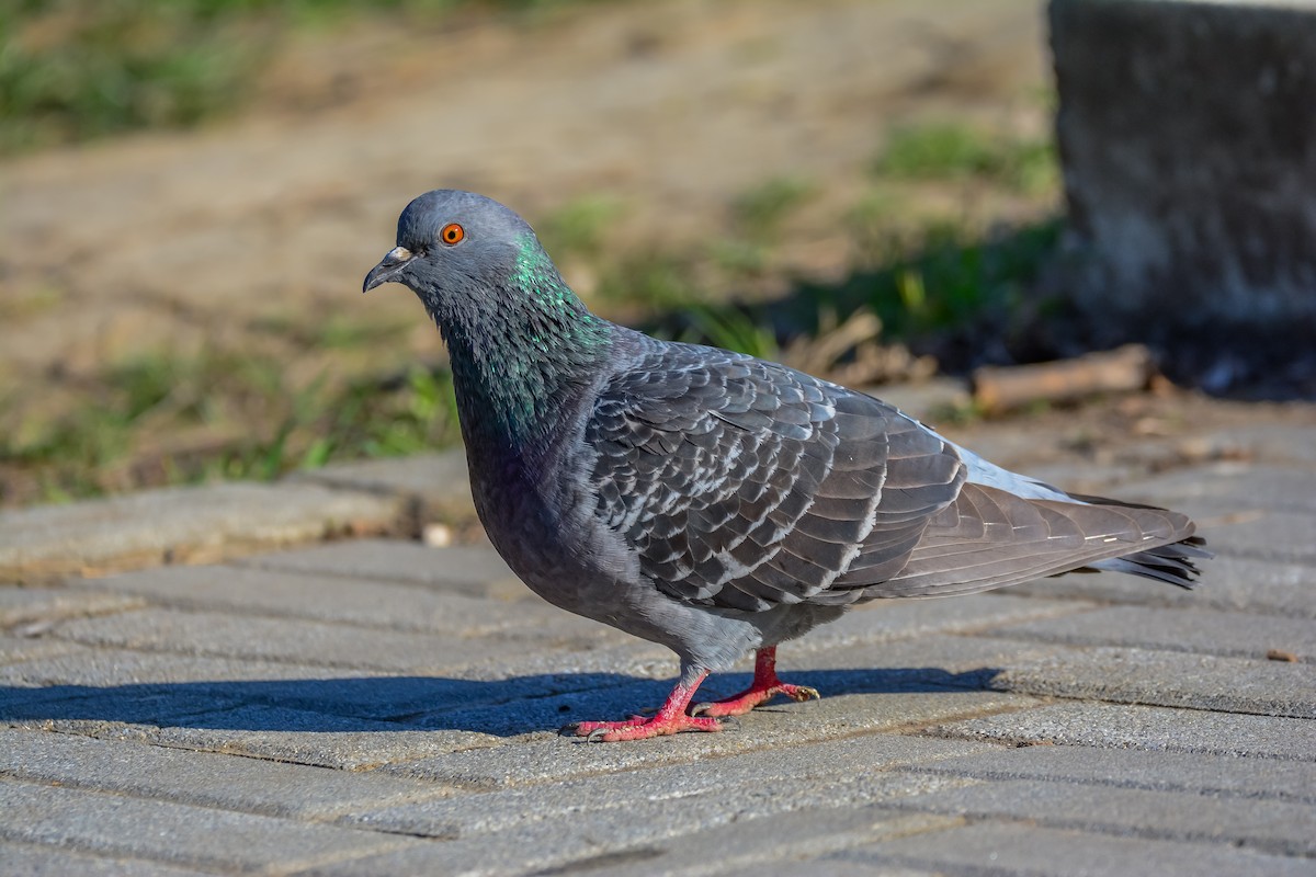 Paloma Bravía (variedad doméstica) - ML652712883