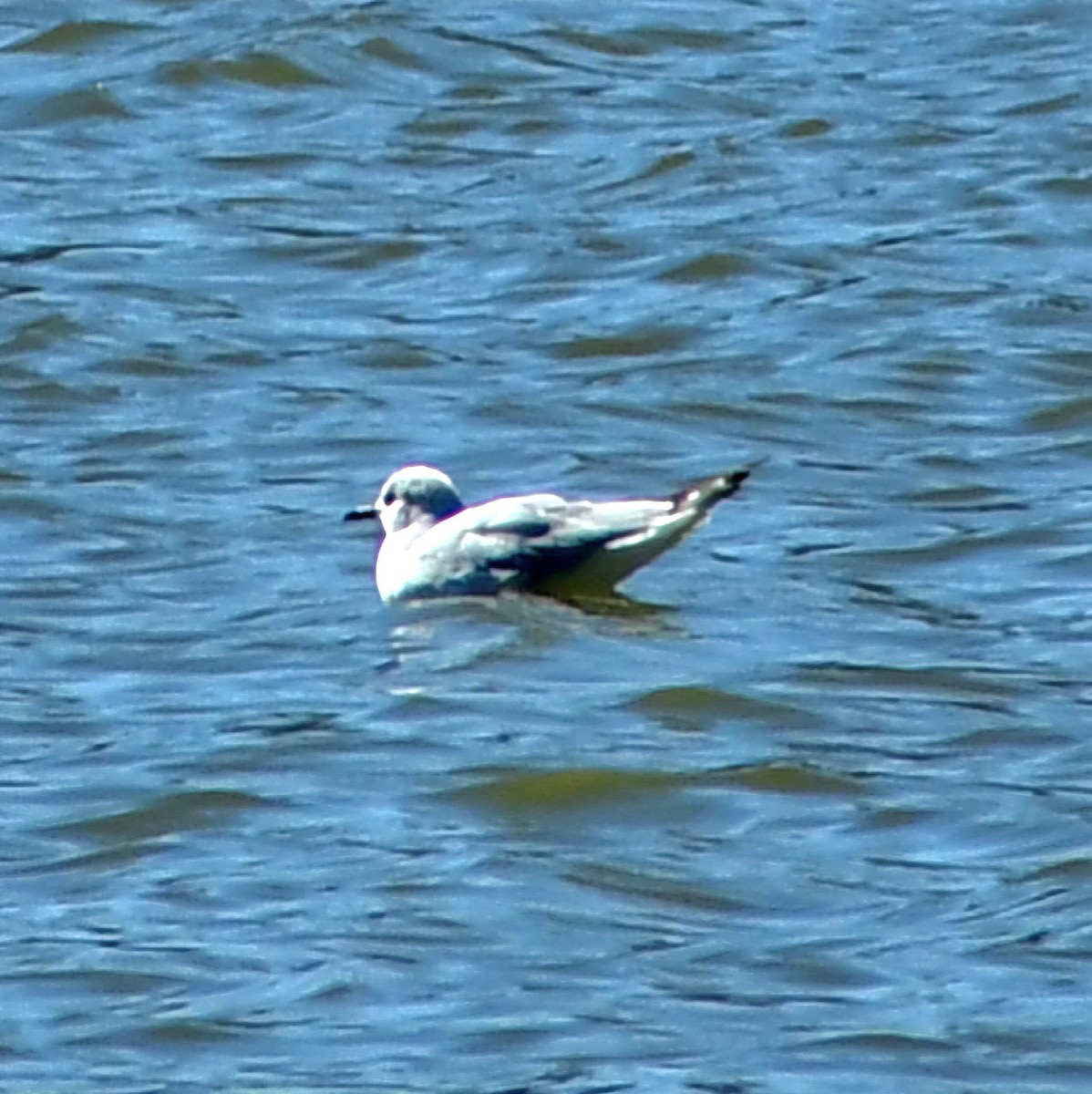 Bonaparte's Gull - ML652712892