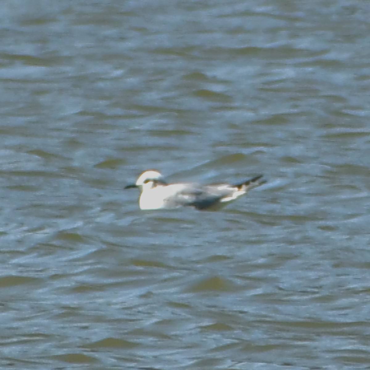 Bonaparte's Gull - ML652712902