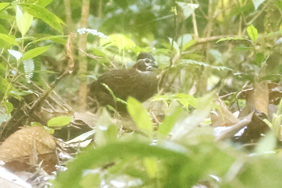 Tacarcuna Wood-Quail - ML652712999
