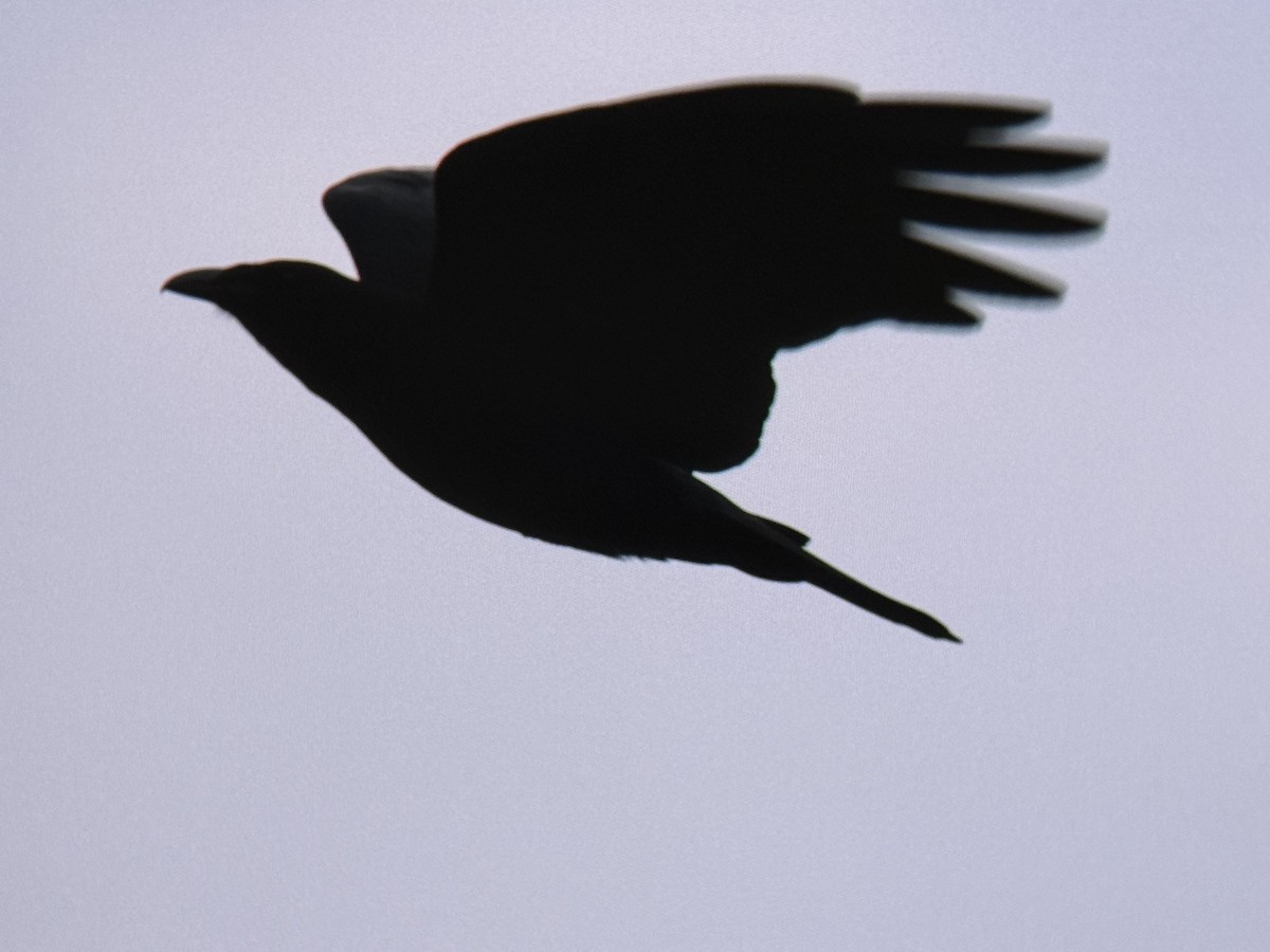 Fish Crow - ML652713308