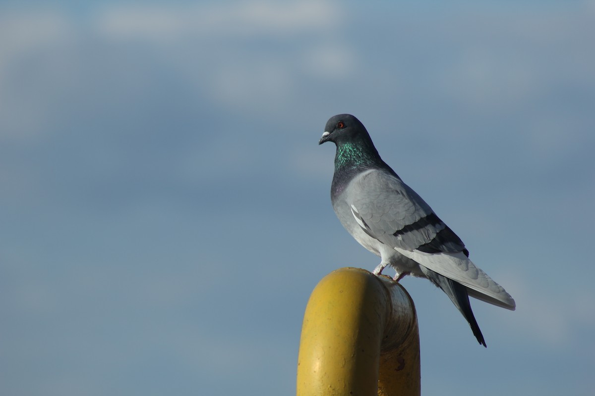 Paloma Bravía (variedad doméstica) - ML652713473