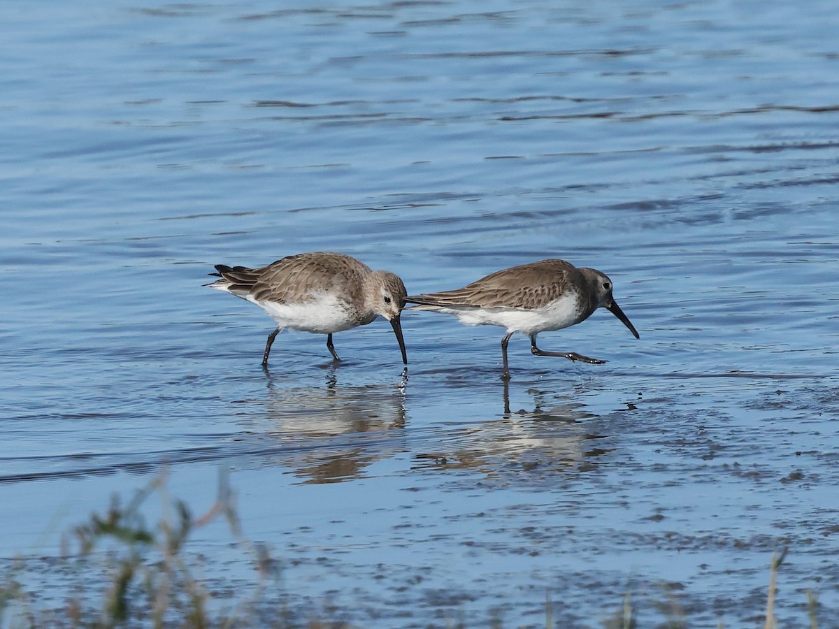 Txirri arrunta - ML652713661