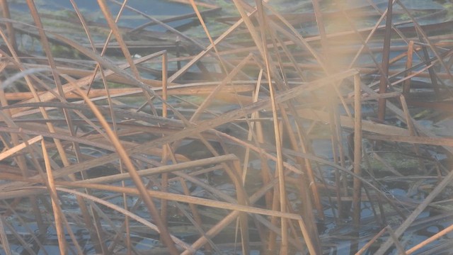 コクイナ - ML652713745