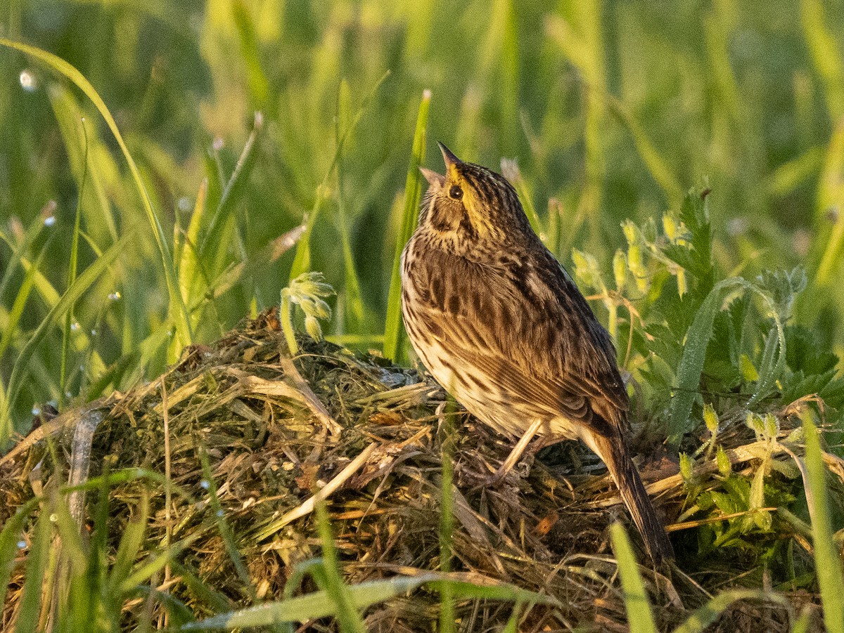 Пасовник савановий - ML652713792