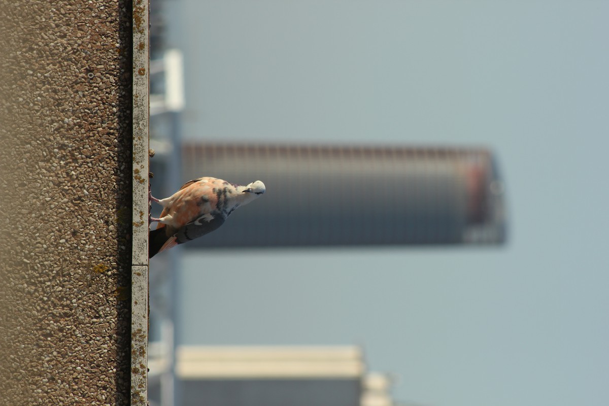 Paloma Bravía (variedad doméstica) - ML652713797