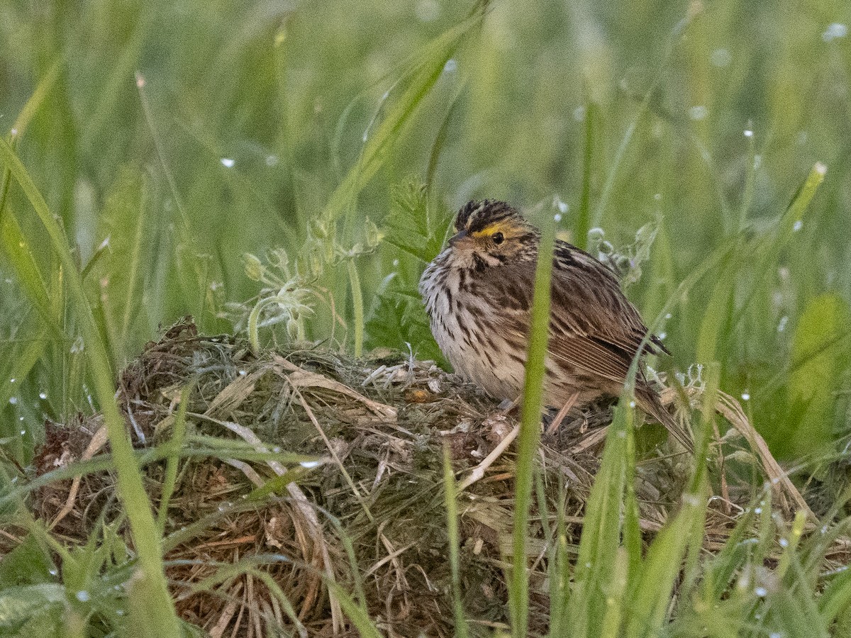 Пасовник савановий - ML652713802