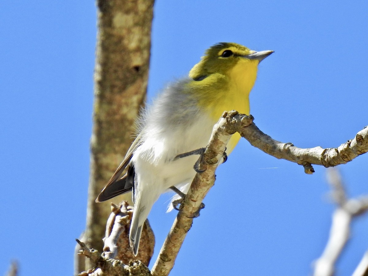 zelenáček žlutoprsý - ML652713808