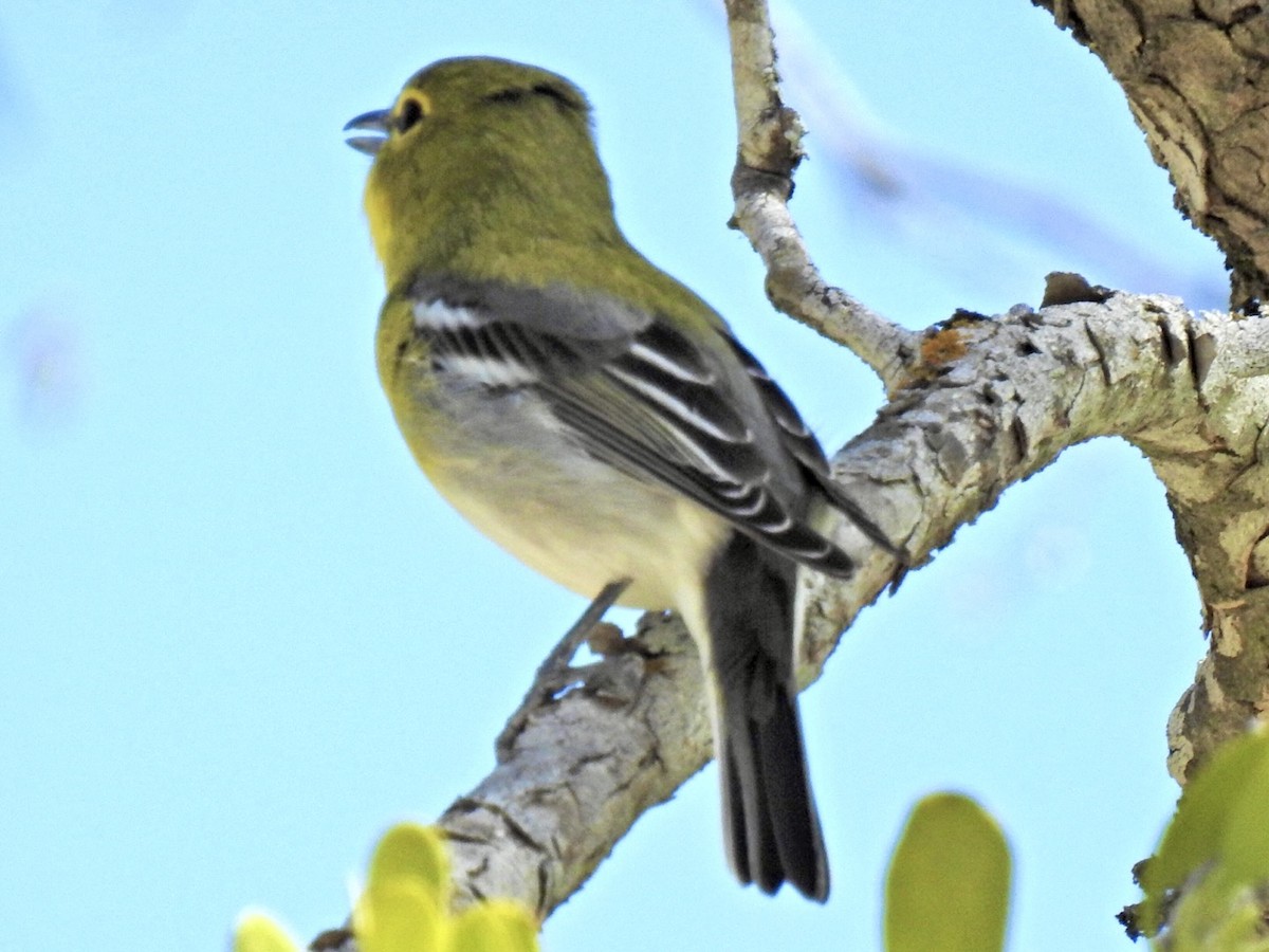 zelenáček žlutoprsý - ML652713809