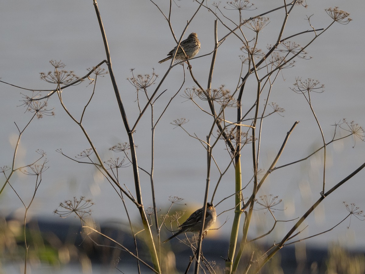 Бруант білобровий - ML652713848