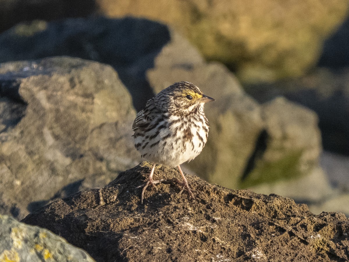 Пасовник савановий - ML652713862