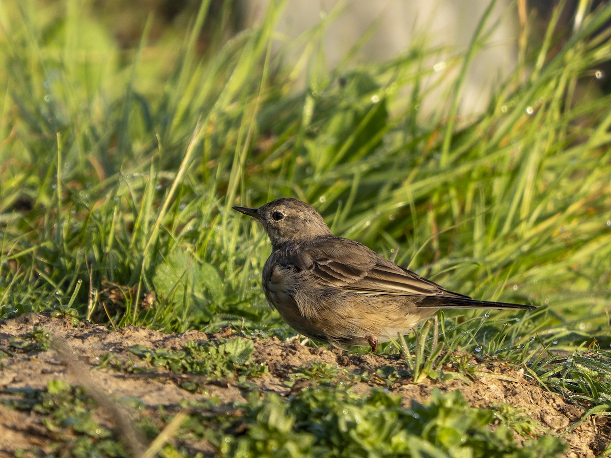 Щеврик американський - ML652713872