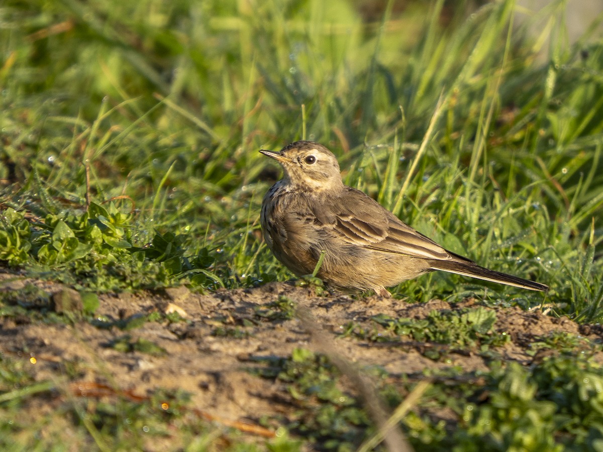 Щеврик американський - ML652713885