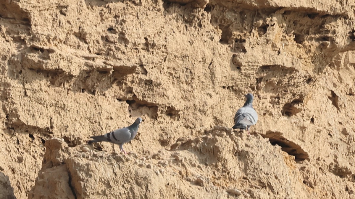 Paloma Bravía - ML652714008