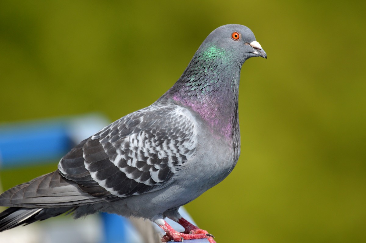 Paloma Bravía (variedad doméstica) - ML652714255