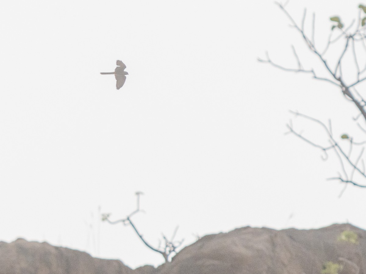 Лисья пустельга - ML652714511