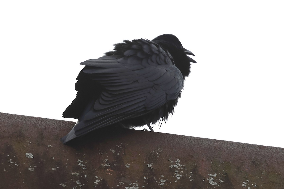 Fish Crow - ML652714520