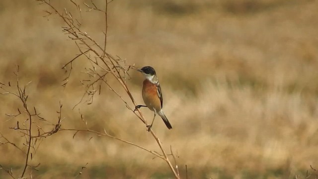 White-throated Bushchat - ML652714543