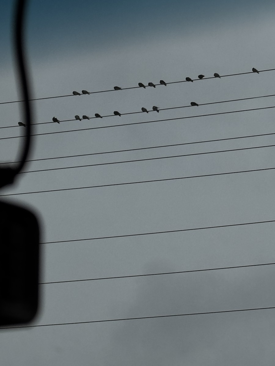 Paloma Bravía (variedad doméstica) - ML652714570