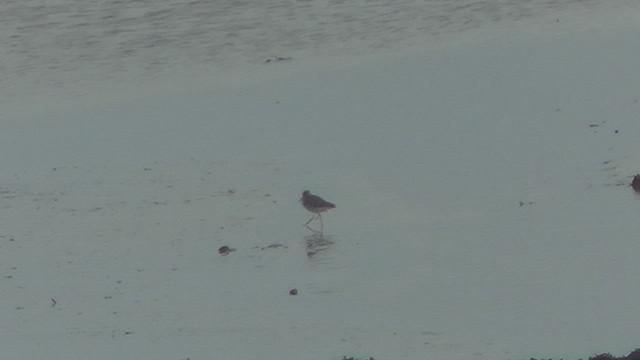 Pettegola - ML652714618