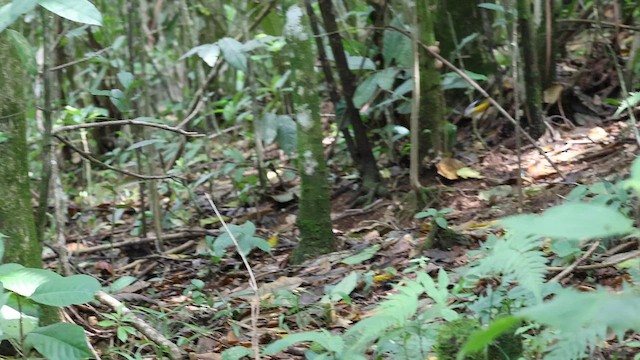 White-collared Manakin - ML652714665