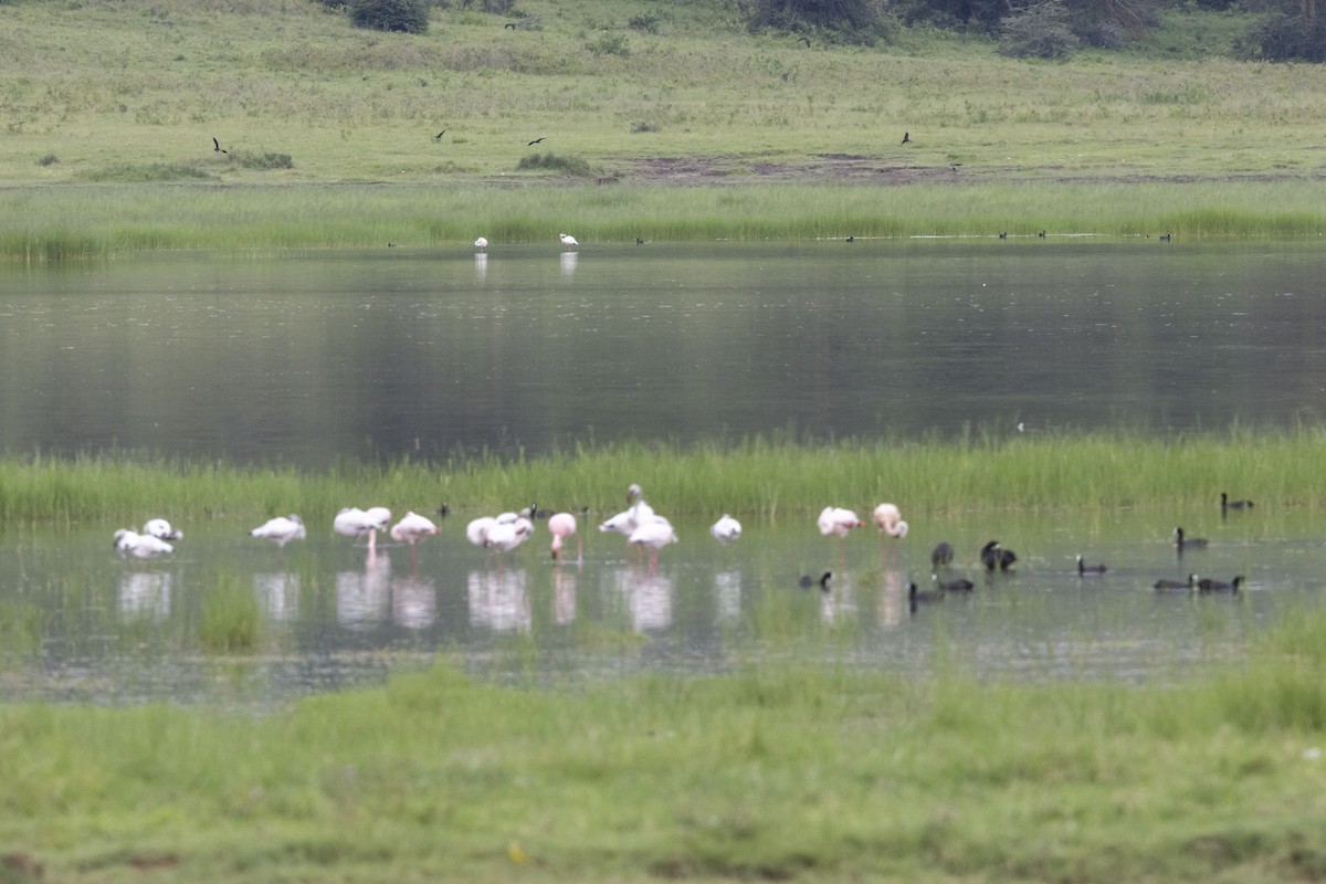 Lesser Flamingo - ML652714768