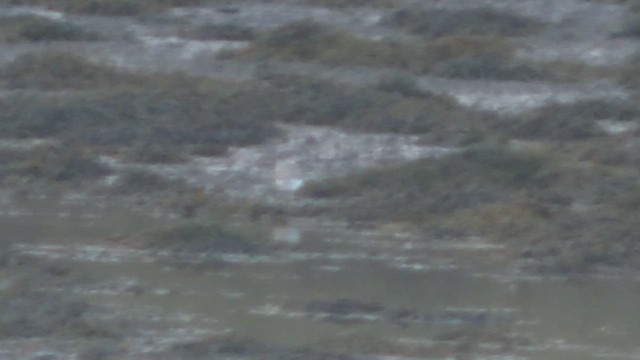 Pantana - ML652714847