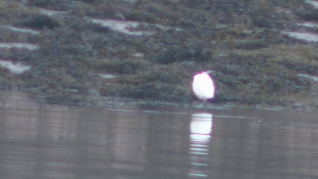 Garzetta - ML652714863