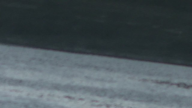 Strolaga maggiore - ML652714905