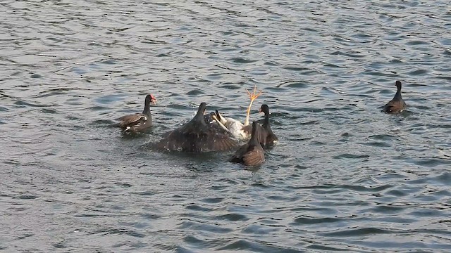 Nitticora - ML652714940