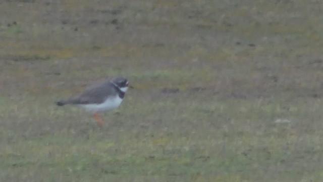 Corriere grosso - ML652715062