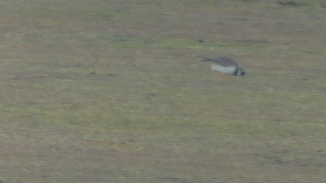 Corriere grosso - ML652715063