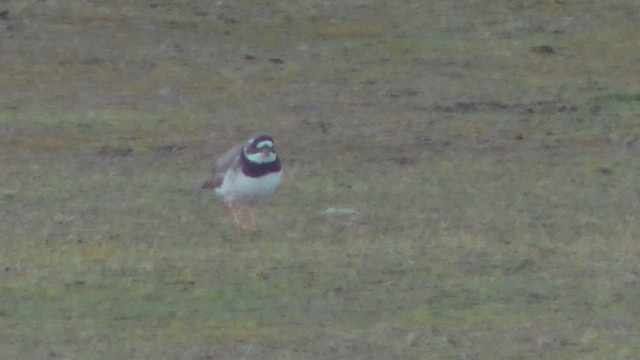 Corriere grosso - ML652715068