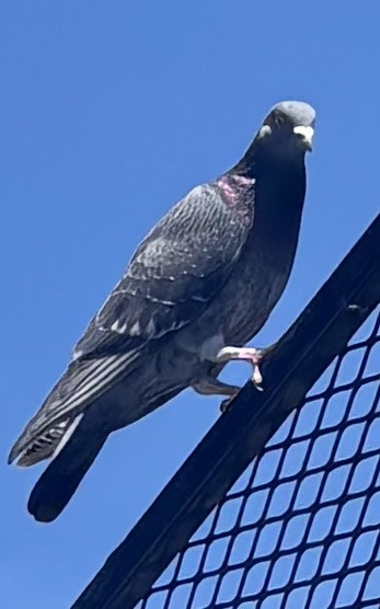 Paloma Bravía (variedad doméstica) - ML652715074