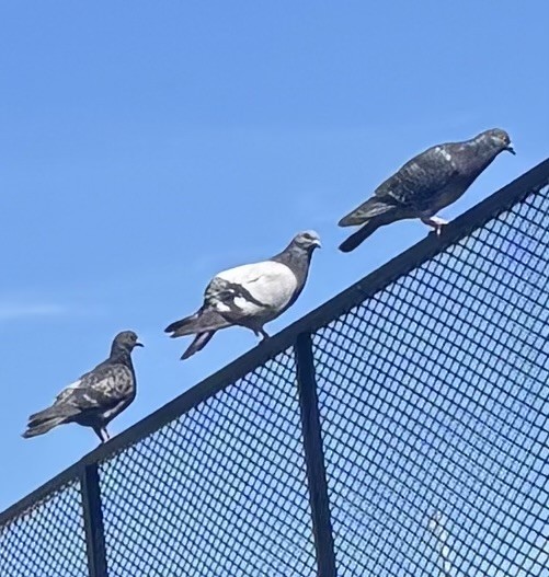 Paloma Bravía (variedad doméstica) - ML652715075