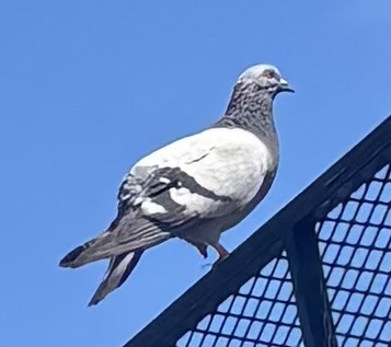 Paloma Bravía (variedad doméstica) - ML652715076