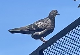 Paloma Bravía (variedad doméstica) - ML652715077