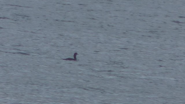 Strolaga maggiore - ML652715079