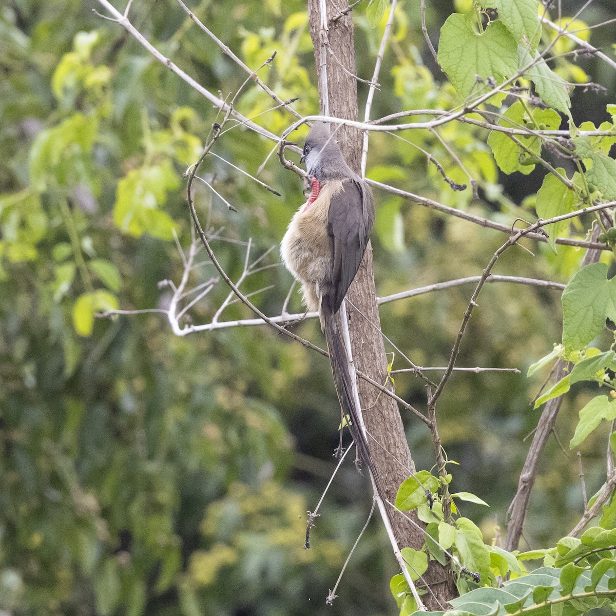 Чепіга бурокрила - ML652715161